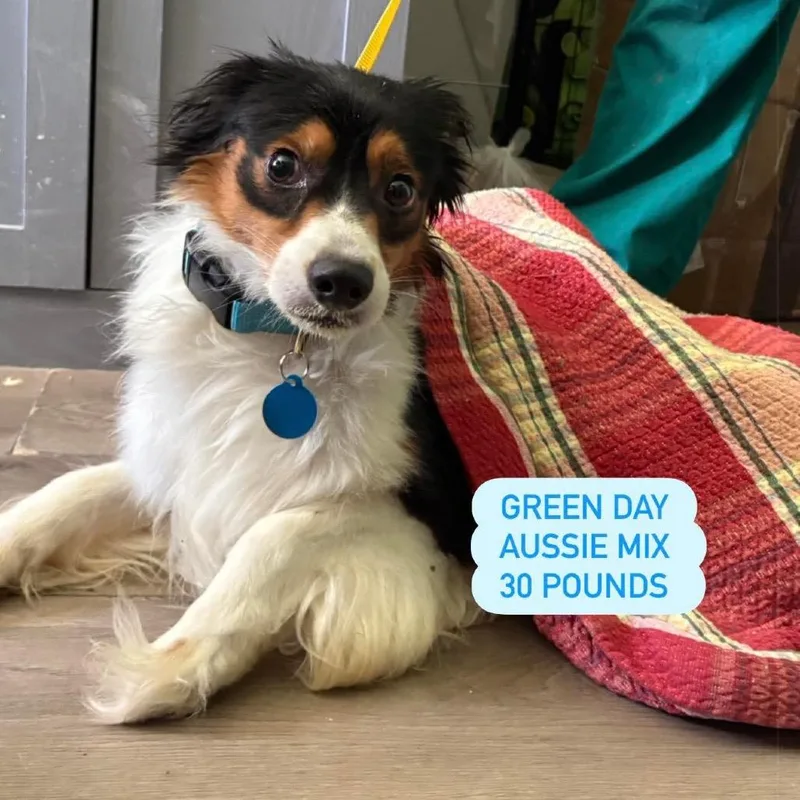 Green Day