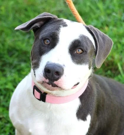 A baby medium-sized female Mixed Breed dog named Peach for adoption in Hamilton, OH