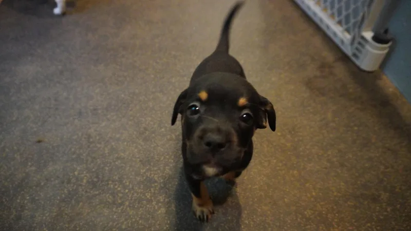 A baby medium-sized female Beagle dog named Hazel for adoption in Herndon, VA
