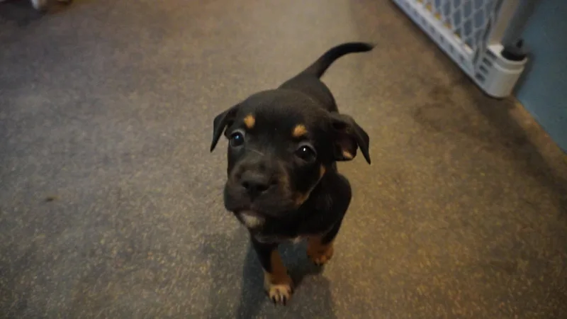 Hazel thumbnail 3