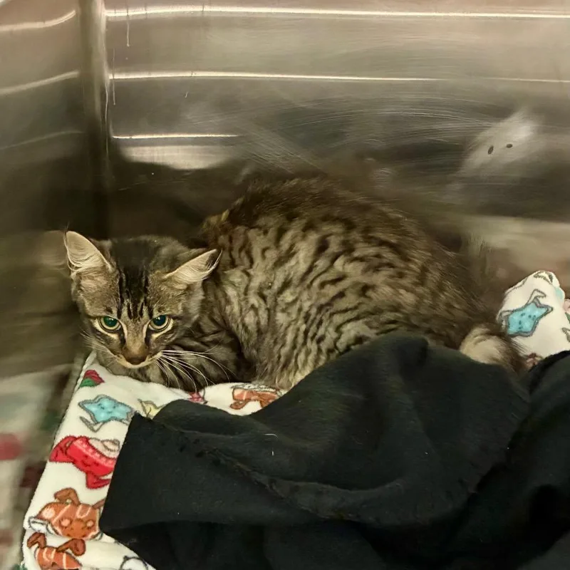 A baby small-sized female Gray / Blue / Silver American Shorthair cat named Hawaiian Pizza for adoption in Chattanooga, TN