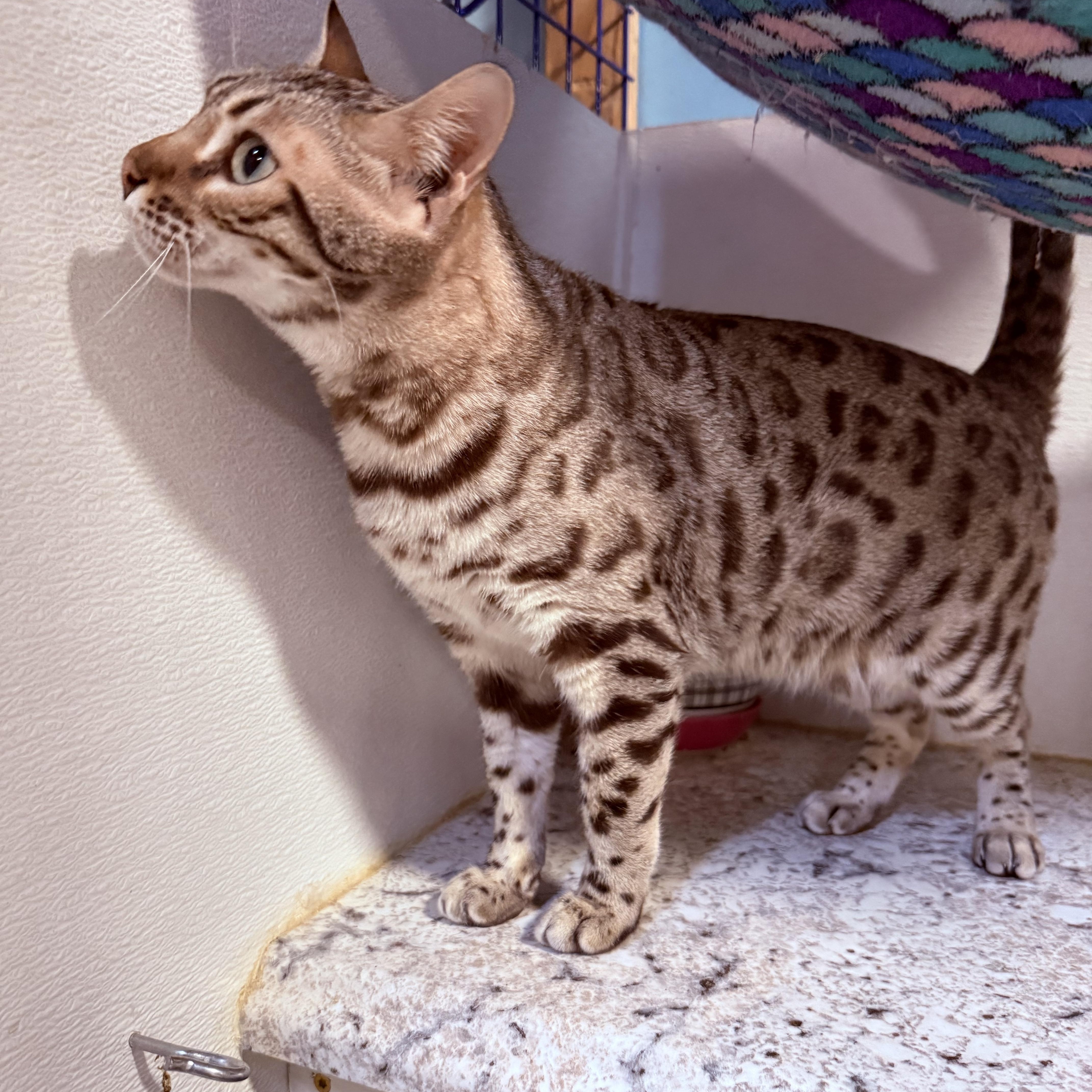 A young large-sized female Tabby (Brown / Chocolate) Bengal cat named Africa And Asia for adoption in Pomona, CA