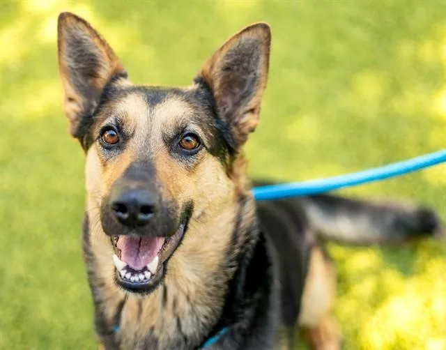 A young large-sized female German Shepherd Dog dog named Brisa for adoption in San Jose, CA