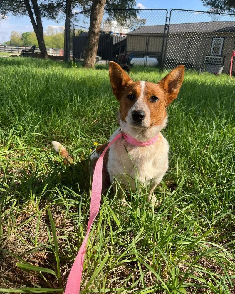 A baby small-sized female Pembroke Welsh Corgi dog named Willow for adoption in Havertown, PA