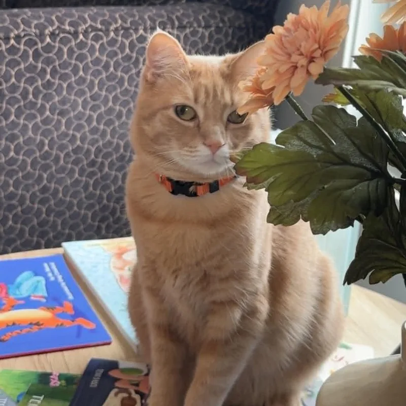 A young medium-sized male American Shorthair cat named Julian for adoption in Danbury, CT