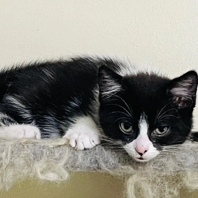 A baby small-sized female Black Domestic Short Hair cat named Eclair for adoption in Marietta, GA