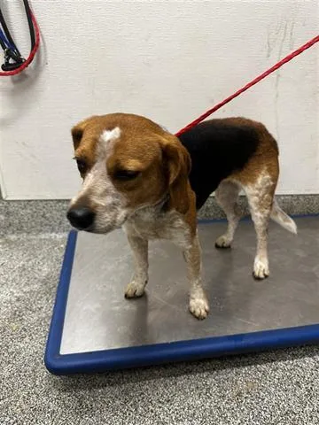 An adult medium-sized female Beagle dog named A for adoption in Houston, TX