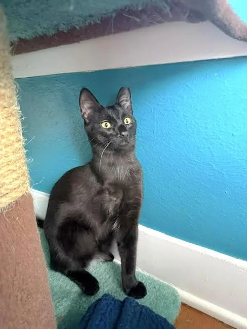A young medium-sized male Black Domestic Short Hair cat named Zainy for adoption in Houston, TX