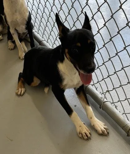 An adult small-sized male Black Terrier dog named Buster for adoption in Harlingen, TX