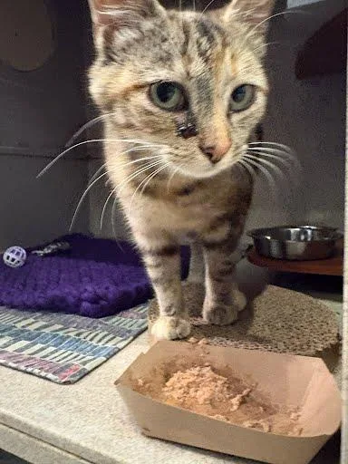 A young medium-sized female Domestic Short Hair cat named Malibu for adoption in Washington, DC