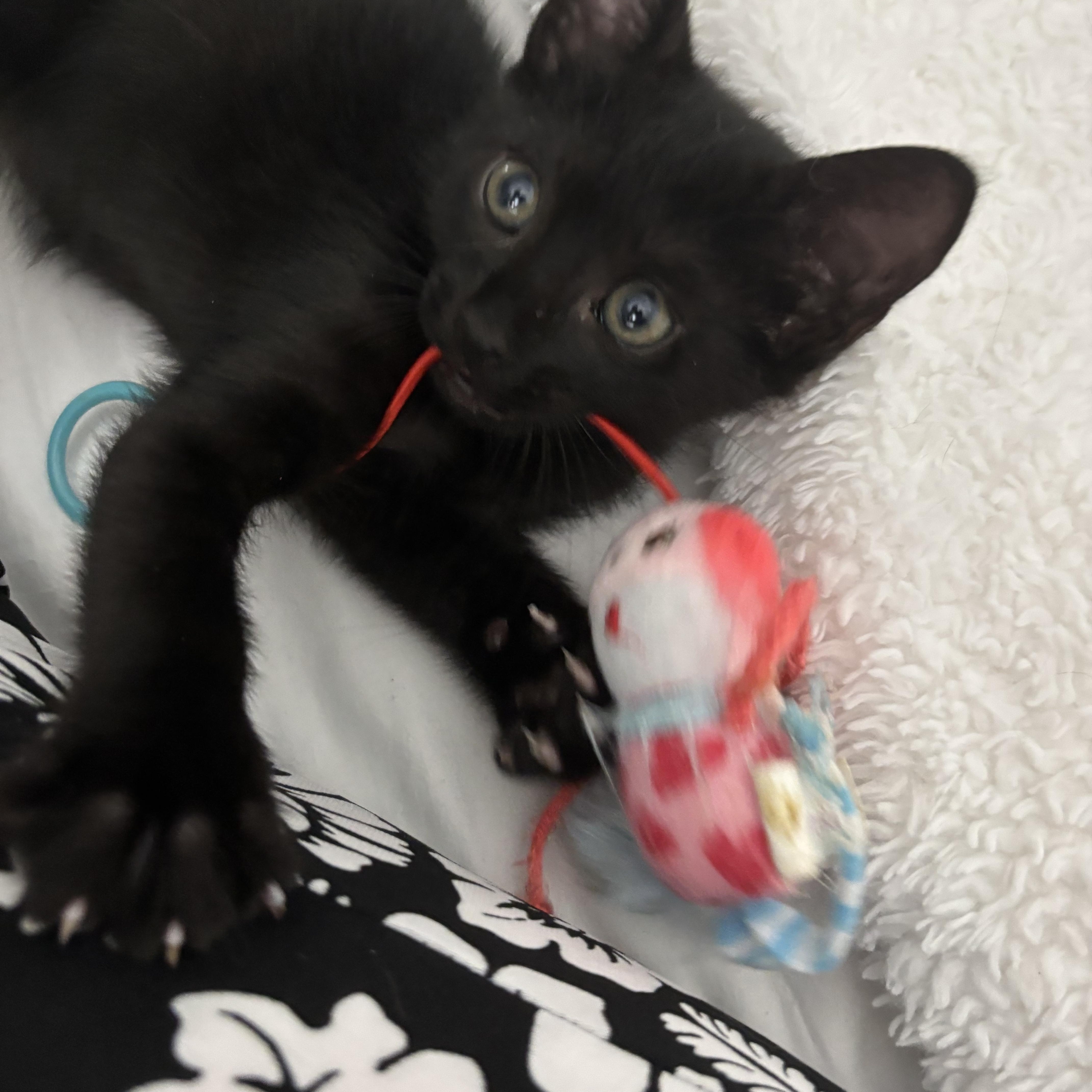 A baby medium-sized male Black Domestic Short Hair cat named Percival for adoption in Miami, FL