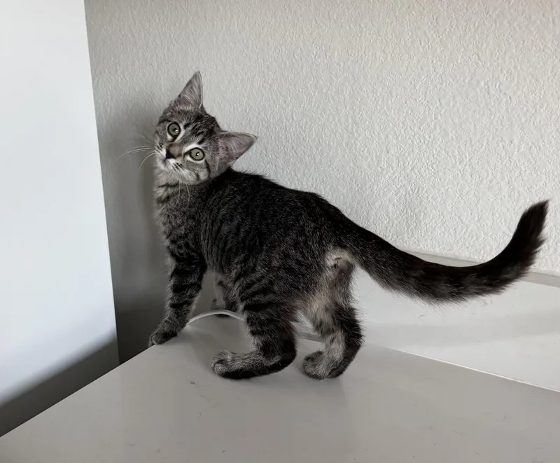A baby medium-sized female Tabby (Gray / Blue / Silver) Domestic Short Hair cat named Stormie  Riley Fuzzell for adoption in Spring, TX