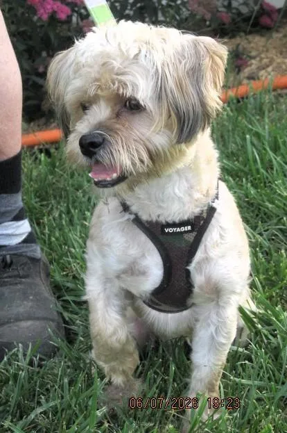 A young small-sized male White / Cream Maltese dog named Harpo for adoption in Paris, KY