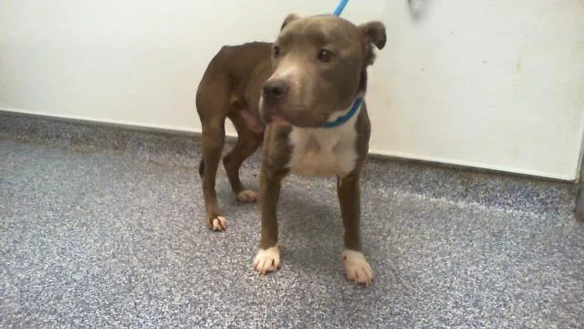 An adult medium-sized male Pit Bull Terrier dog named Little John for adoption in Charlotte, NC