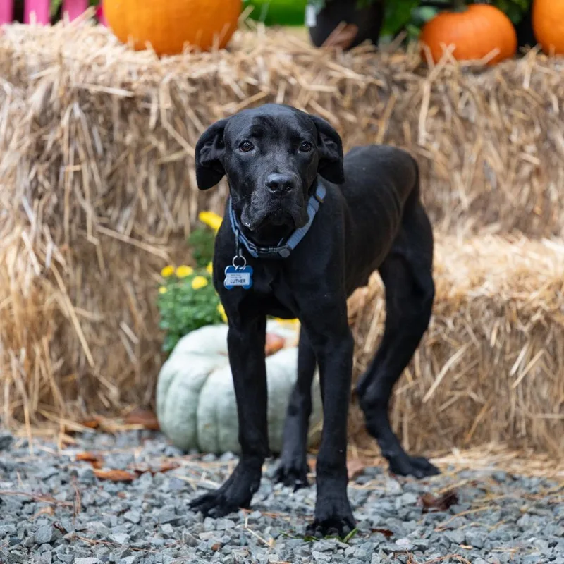 A young medium-sized male Cane Corso dog named Luther for adoption in Wake Forest, NC