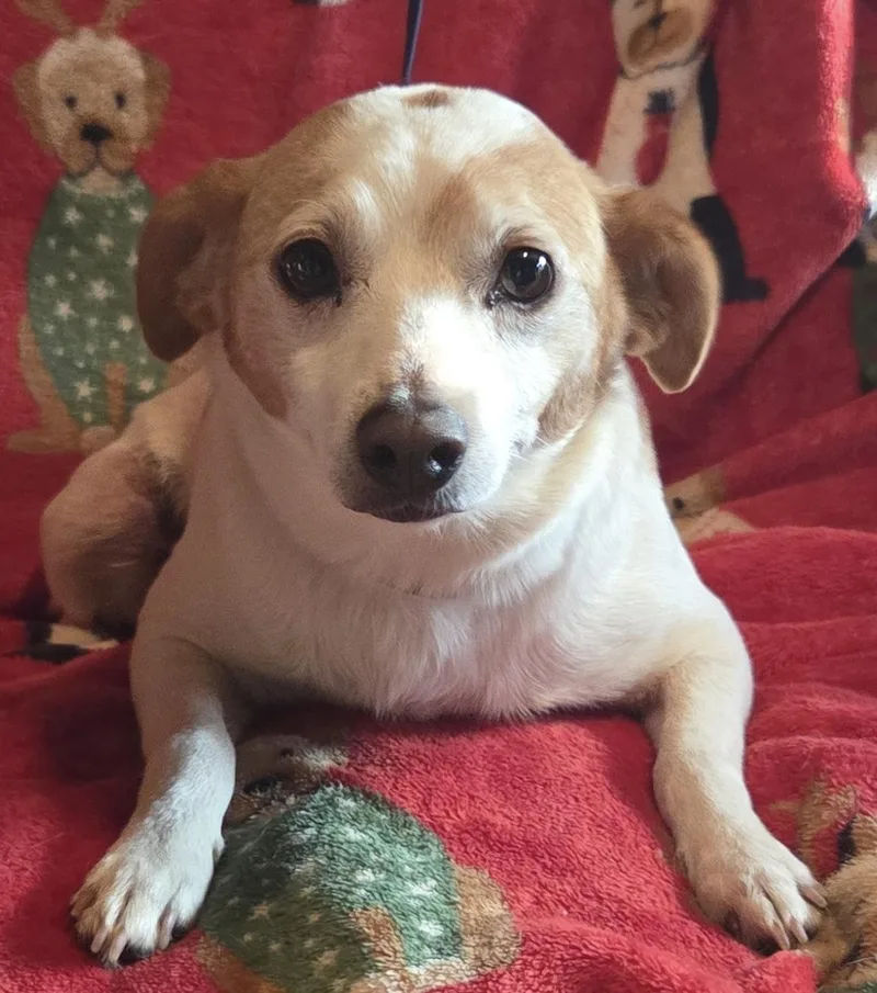 An adult small-sized male Jack Russell Terrier dog named Buddy for adoption in Decatur, GA