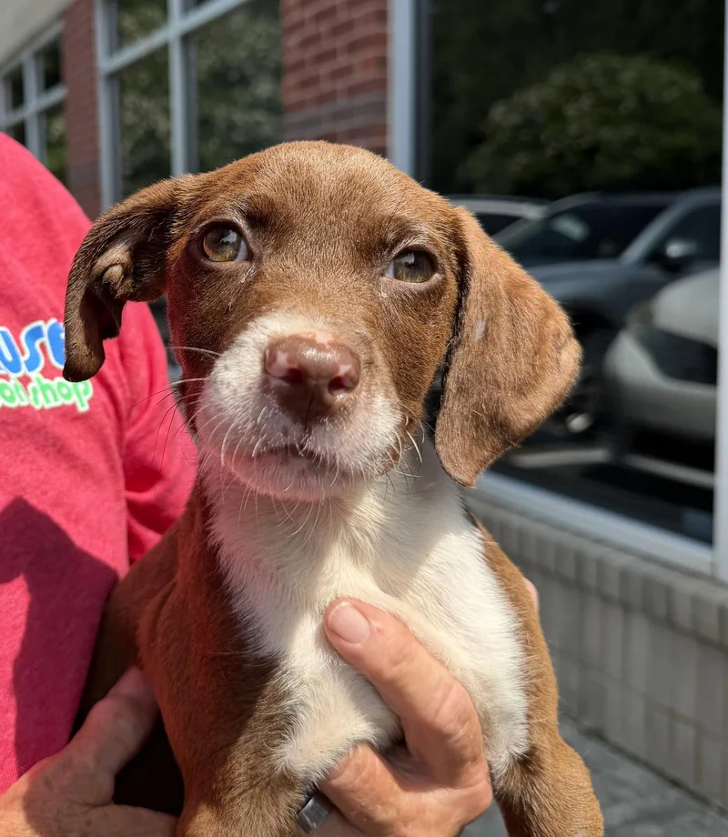 A baby medium-sized female German Shorthaired Pointer dog named Porchini for adoption in Holly Springs, NC