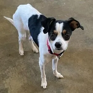 A baby small-sized female Tricolor (Brown, Black, & White) Whippet dog named Loretta for adoption in Albany, NY