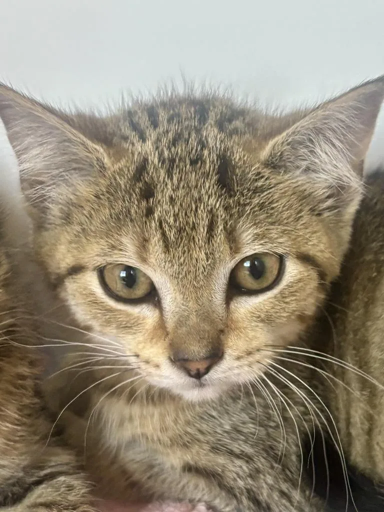 A baby small-sized female American Shorthair cat named Zora for adoption in Greenfield, IN