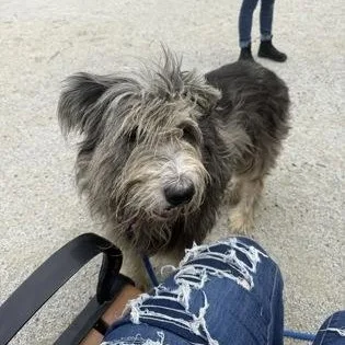 An adult large-sized male Old English Sheepdog dog named Bandit for adoption in Philadelphia, PA