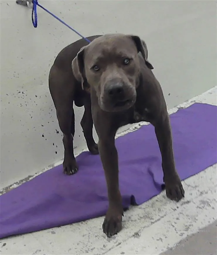 A young large-sized male American Bulldog dog named Blue for adoption in Houston, TX