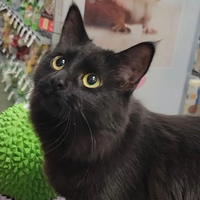 Scarlett thumbnail 2