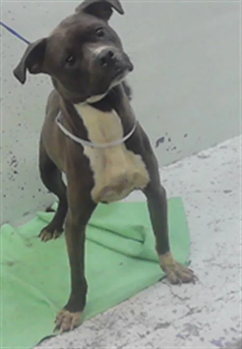 A young medium-sized female Staffordshire Bull Terrier dog named Flower for adoption in Houston, TX