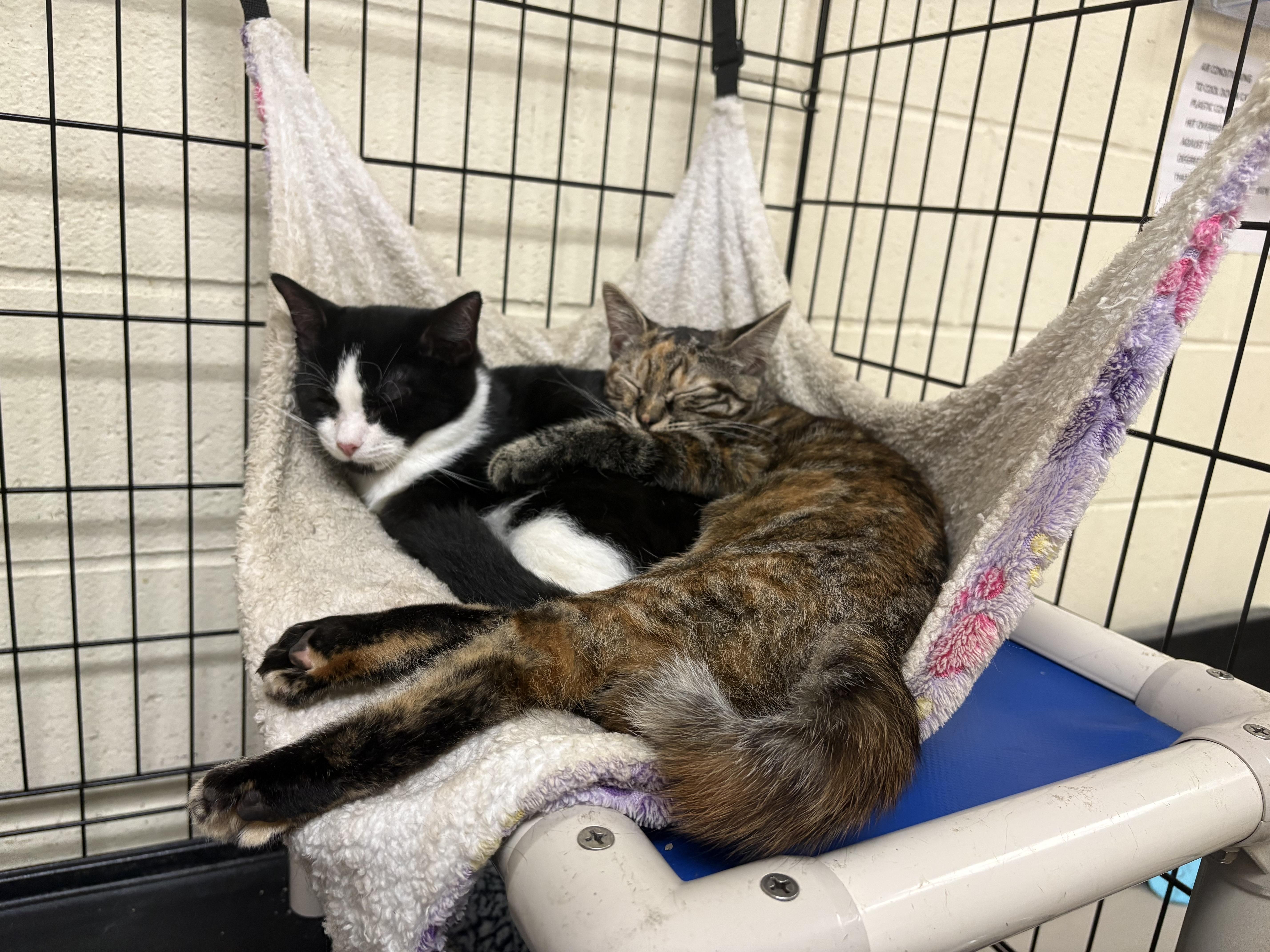 A young medium-sized female Black & White / Tuxedo Domestic Short Hair cat named Brownie & Honey for adoption in Wantagh, NY