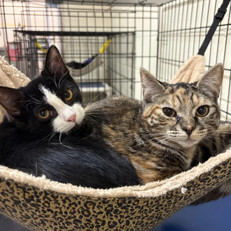 Brownie & Honey thumbnail 2