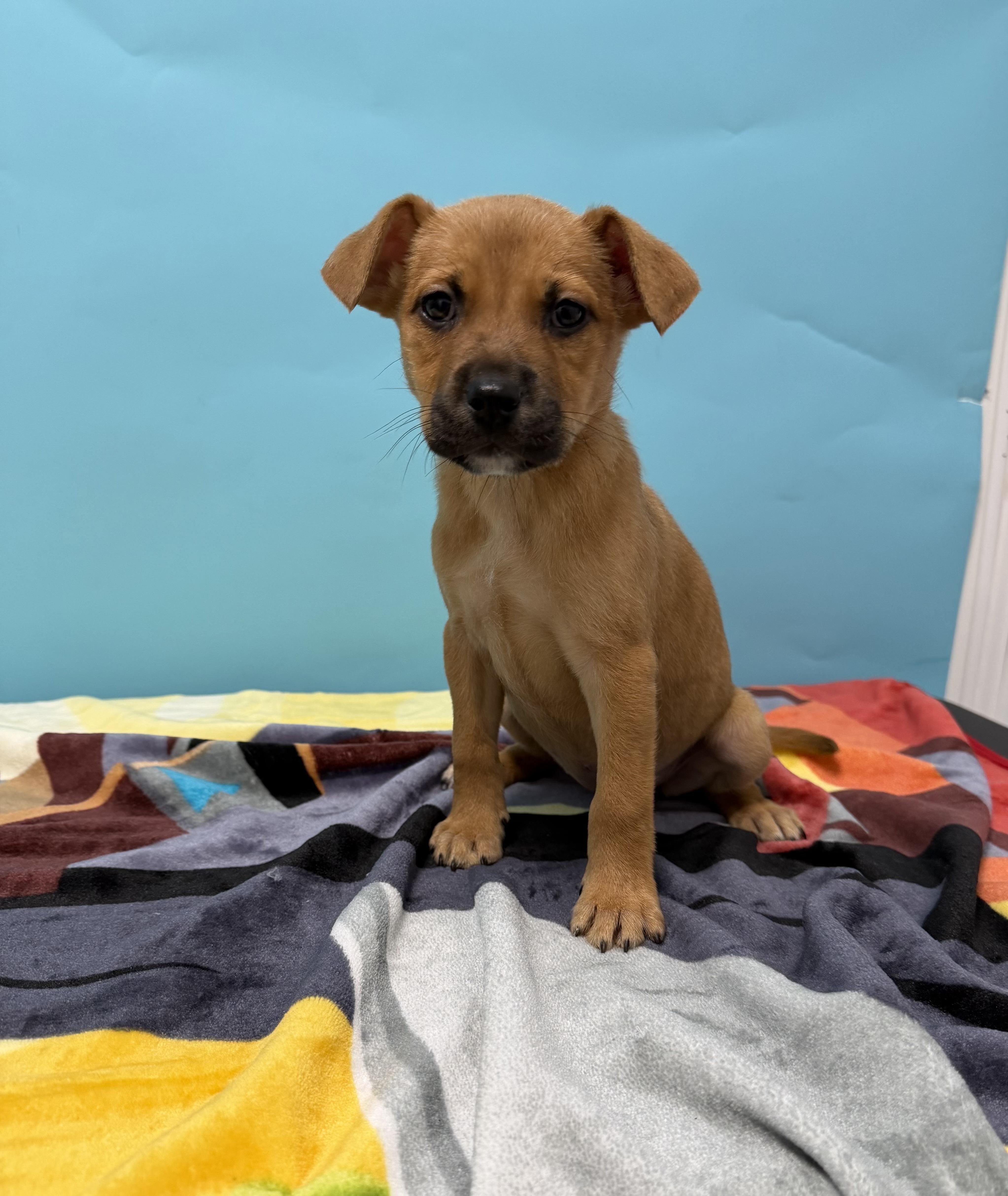 A baby medium-sized female Tricolor (Brown, Black, & White) Boxer dog named Queenie for adoption in Loogootee, IN