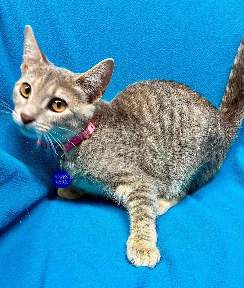 A baby medium-sized female Tabby (Gray / Blue / Silver) Domestic Short Hair cat named Cayenne for adoption in Alexandria, MN
