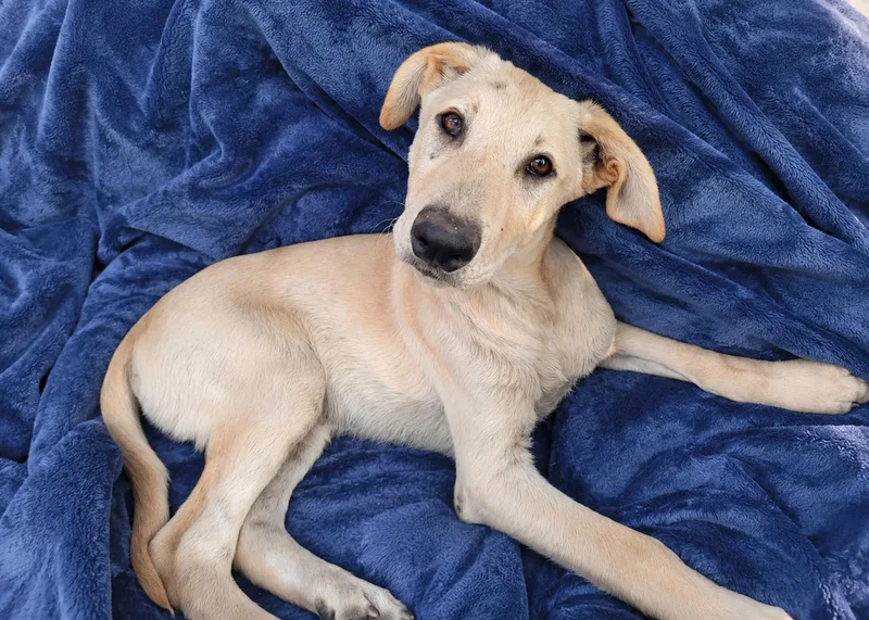 A baby large-sized male Apricot / Beige Labrador Retriever dog named Simba for adoption in Torrance, CA