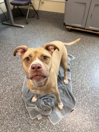 A senior large-sized female Pit Bull Terrier dog named Azalea for adoption in Westland, MI
