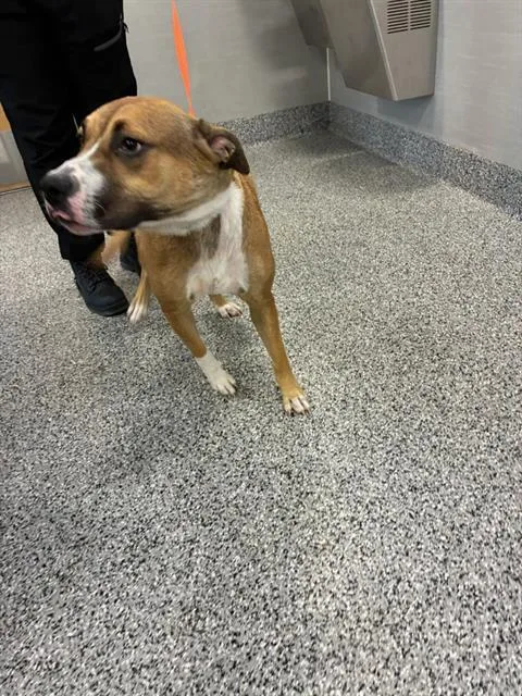 A young large-sized female Mixed Breed dog named Frida for adoption in Palmetto, FL
