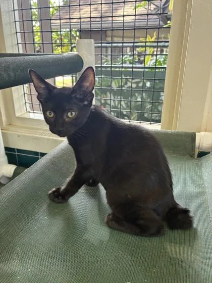 A baby small-sized female Domestic Short Hair cat named Dina for adoption in Honolulu, HI