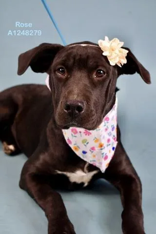 A young medium-sized female Pit Bull Terrier dog named Rose for adoption in Bakersfield, CA