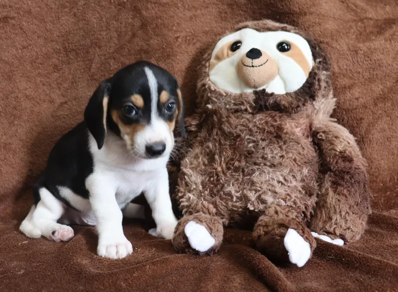 A baby small-sized male Tricolor (Brown, Black, & White) Beagle dog named Potsy for adoption in Winchester, TN