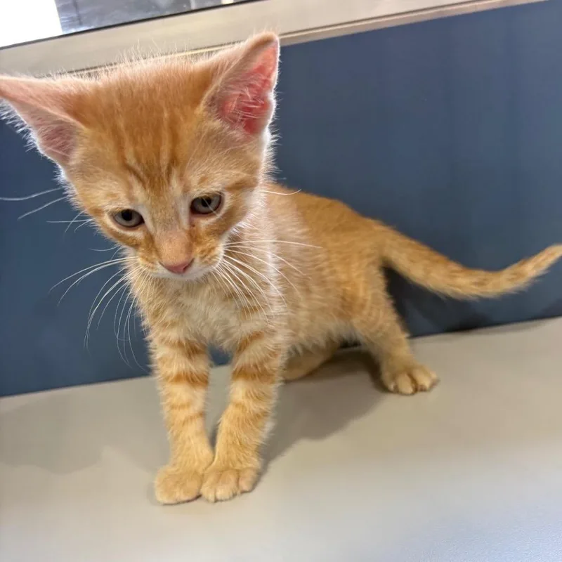 A baby small-sized male Orange / Red Domestic Short Hair cat named Grumpy for adoption in Buffalo, MN