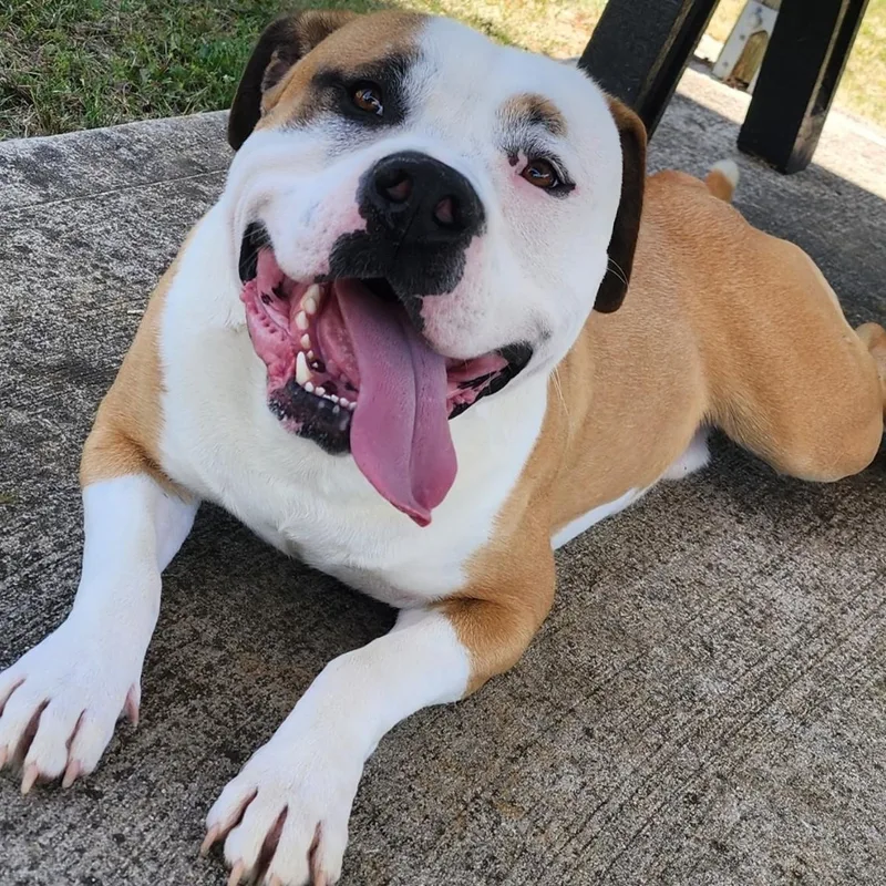 An adult large-sized male Tricolor (Brown, Black, & White) American Bulldog dog named Bo for adoption in Danville, VA