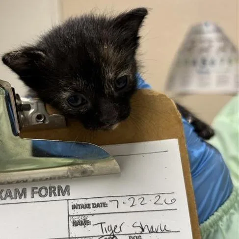A baby small-sized female Domestic Short Hair cat named Tiger Shark for adoption in Tempe, AZ