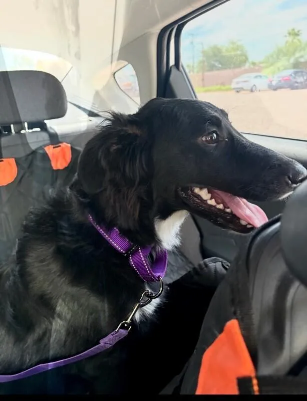 A baby medium-sized female Black Border Collie dog named Jessie for adoption in Anthem, AZ