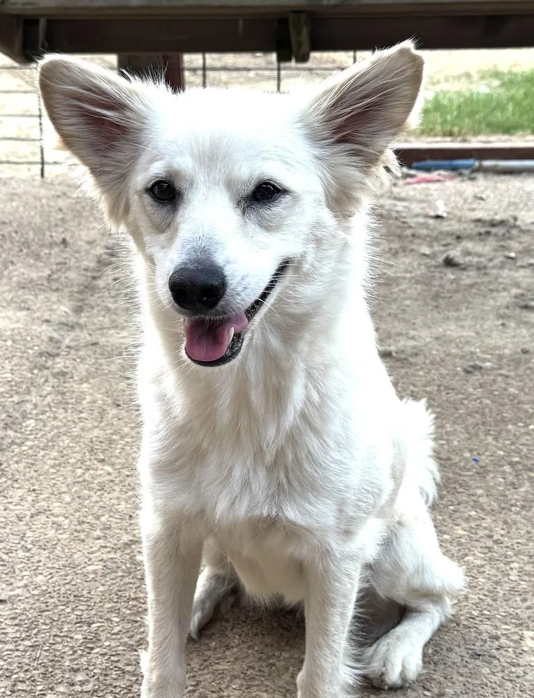 A young small-sized female White / Cream Shetland Sheepdog / Sheltie dog named Vickie for adoption in Horn Lake, MS