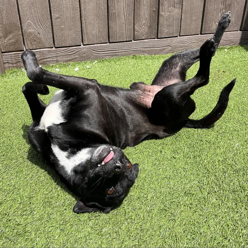 Conroe Aka Bo thumbnail 2