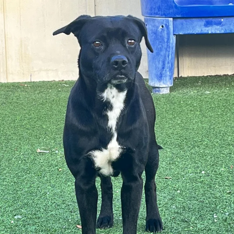 Conroe Aka Bo thumbnail 3