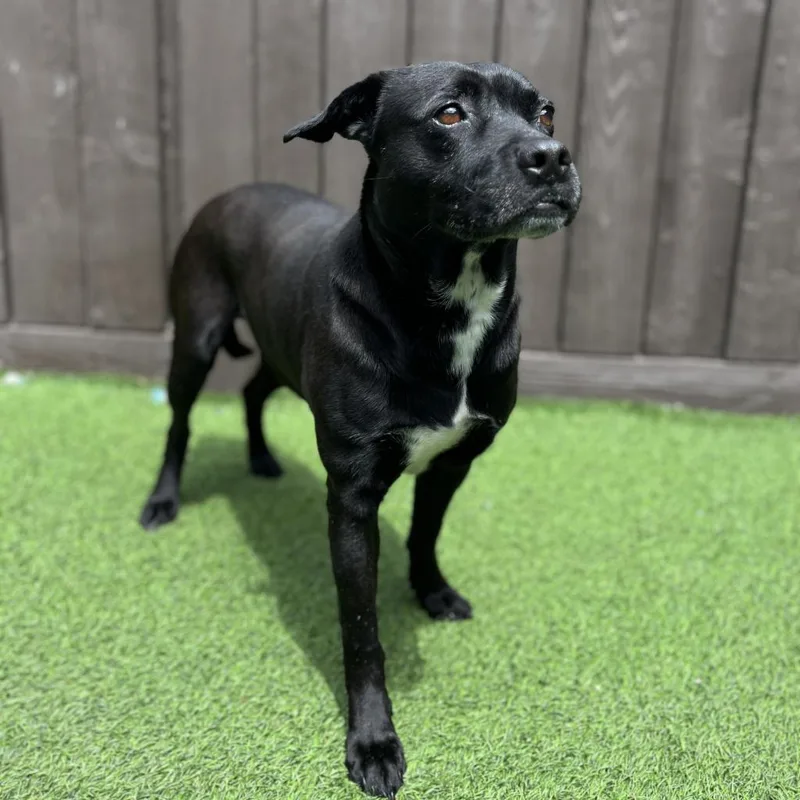 Conroe Aka Bo thumbnail 4