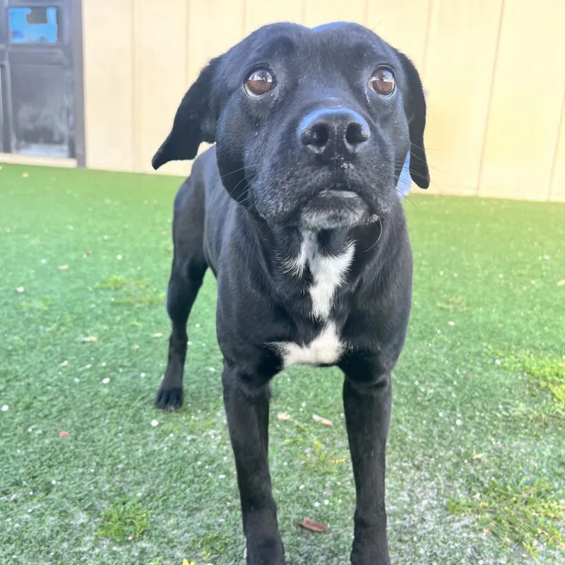 Conroe Aka Bo thumbnail 5