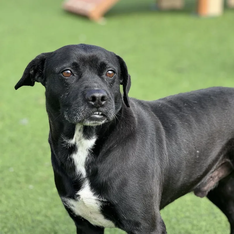 Conroe Aka Bo thumbnail 6