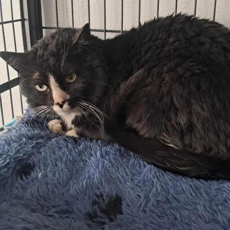 An adult medium-sized male Black & White / Tuxedo Domestic Medium Hair cat named Storm for adoption in Crookston, MN