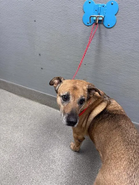An adult large-sized female German Shepherd Dog dog named Duffy for adoption in Las Vegas, NV