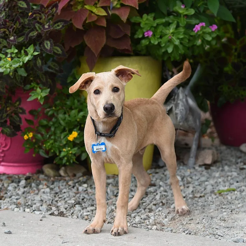 A young medium-sized male Retriever dog named Merle for adoption in Wake Forest, NC